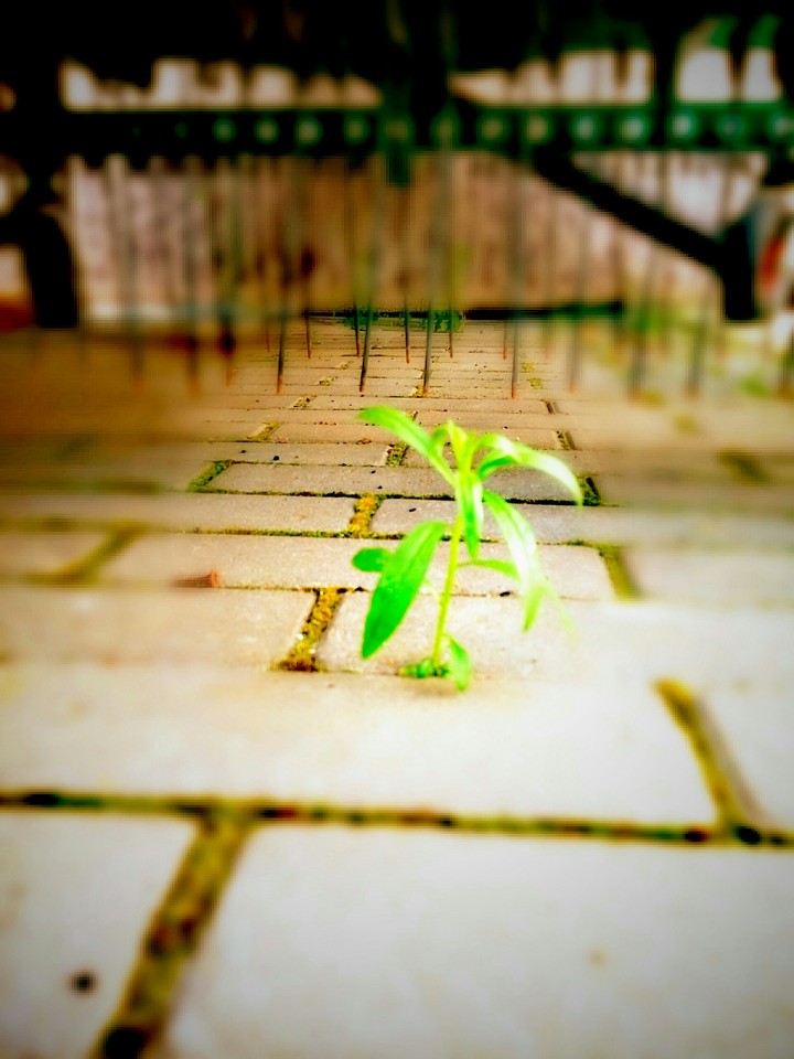 plants live