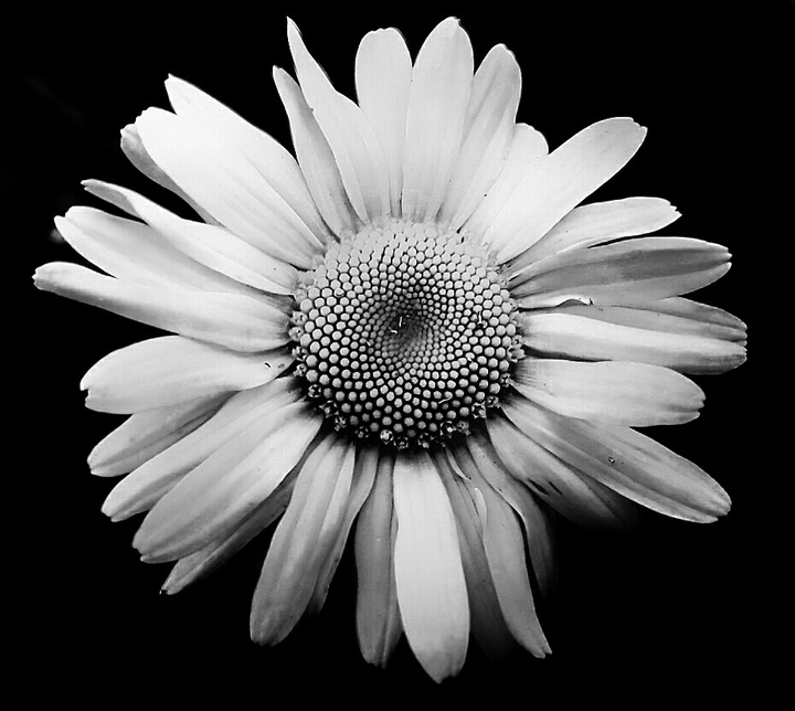 chamomile