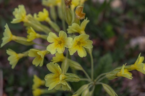 обои cowslip, Yellow