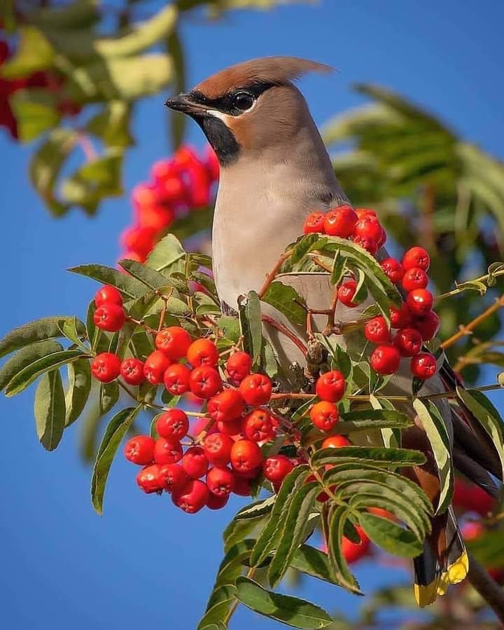 Bird