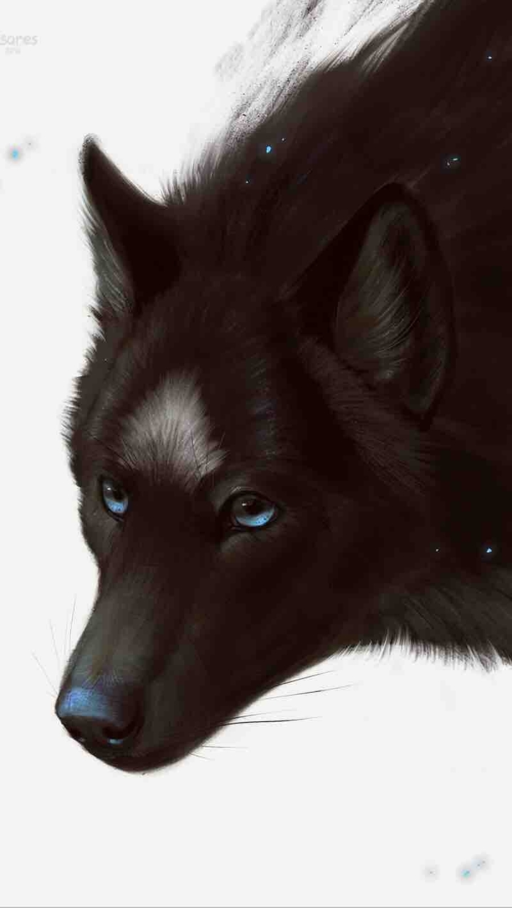 wolf