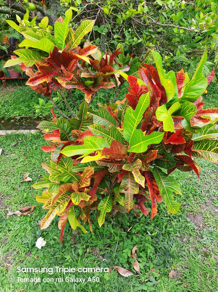 Jardín