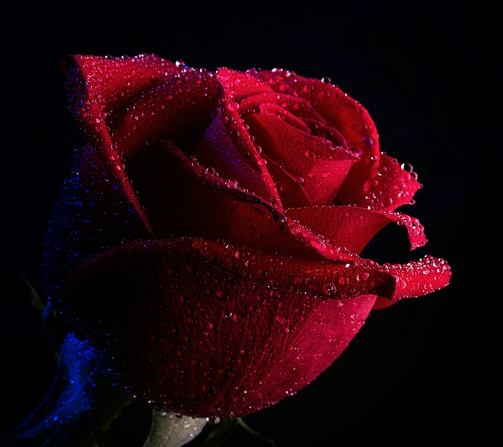 rose