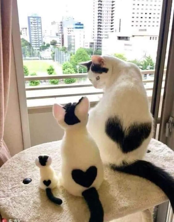 It cat are one family.