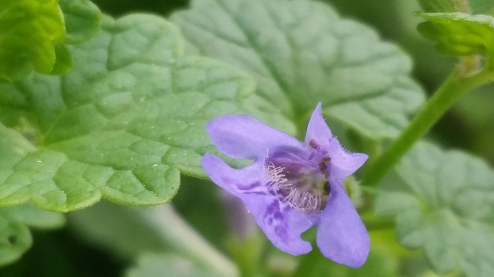 flower that looks like a cat standing up lolol