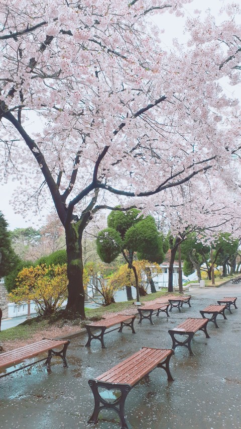 Cherry blossoms in Kyung Hee University