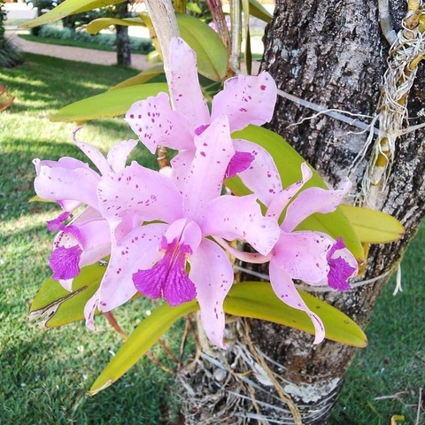 cattleya, orquídeas wallpapers