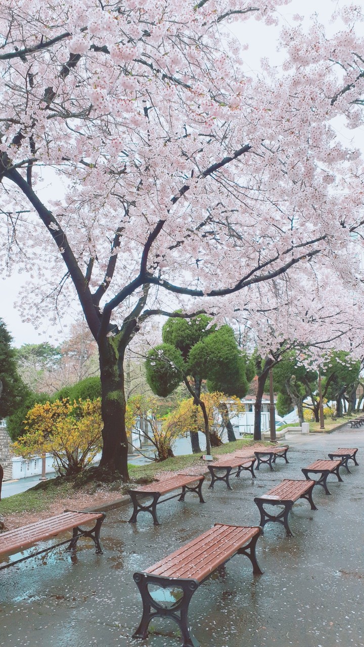 Cherry blossoms in Kyung Hee University