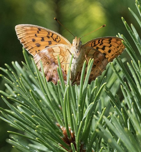 sfondi boloria, butterfly