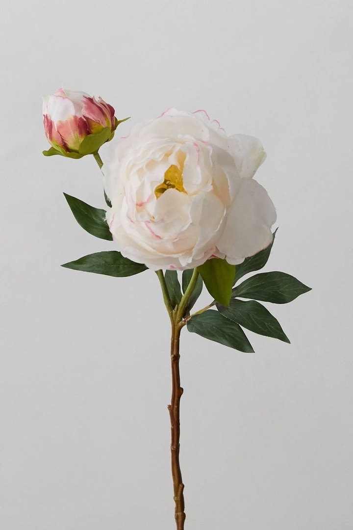 Peony