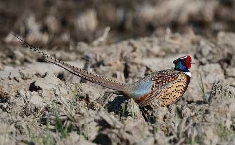 sfondi galliformes, wildlife