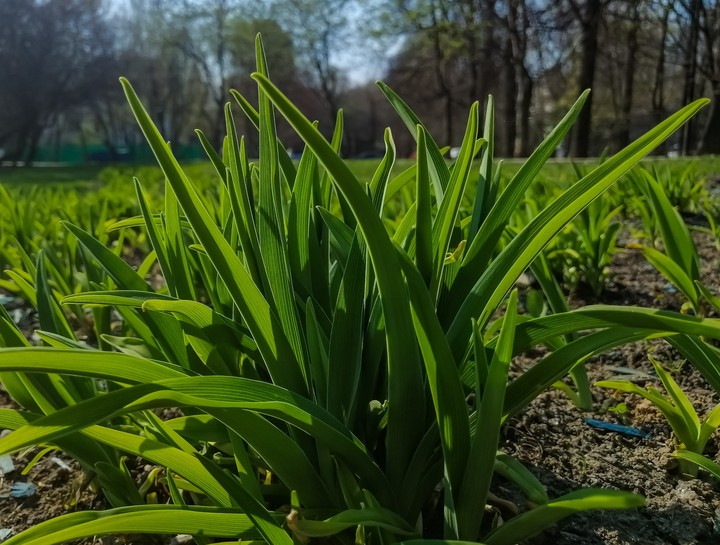 Spring