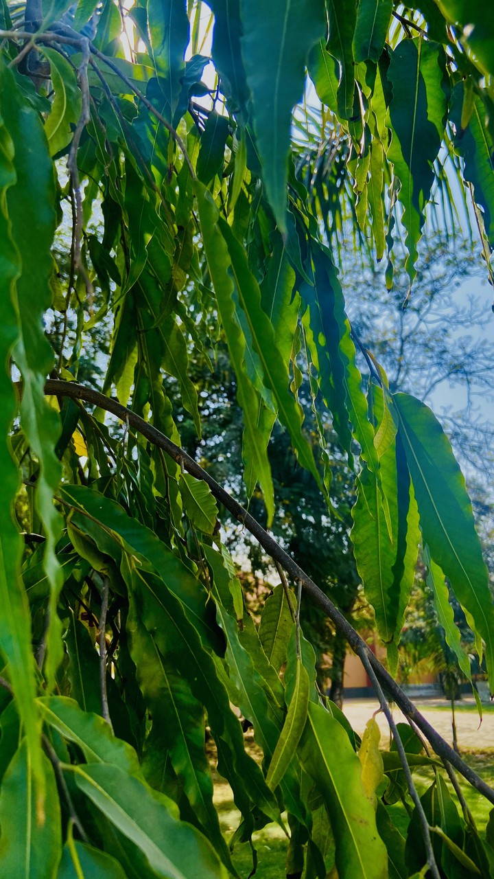 Leaves