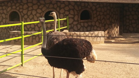 bird, 陸地動物桌布