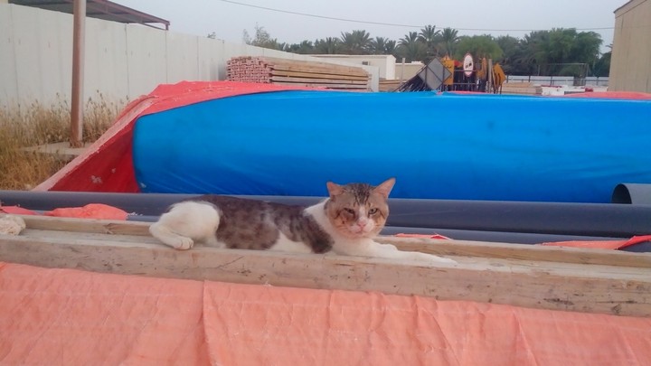 cat