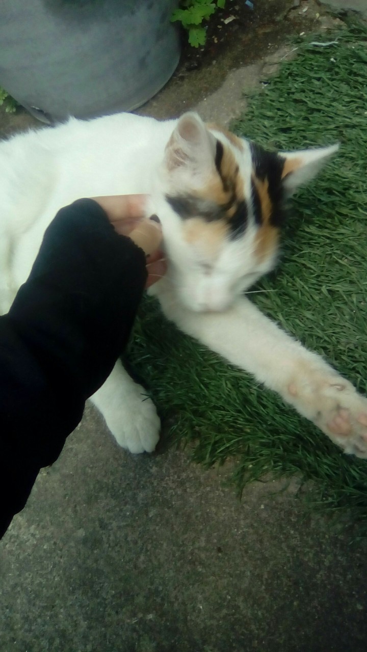Gata recebendo carinho
