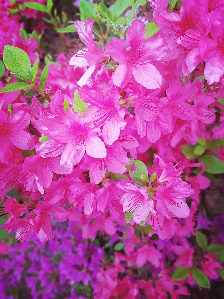 royal azalea