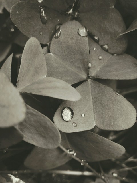 Monochrome