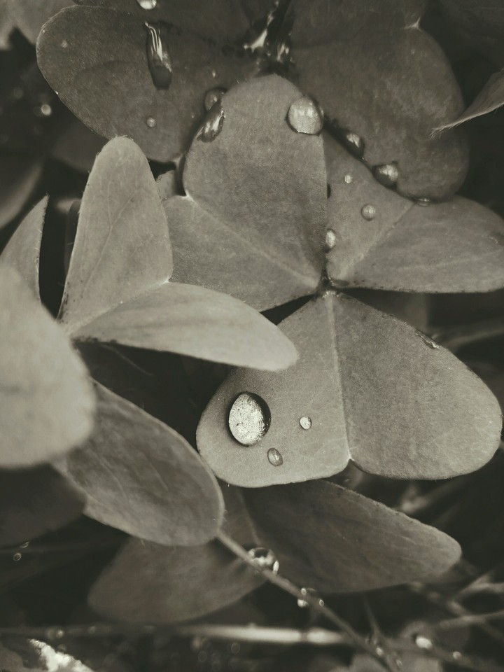 Monochrome