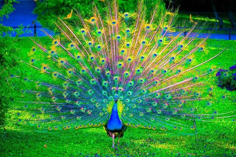peacock