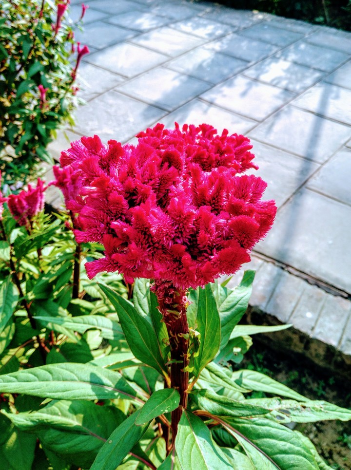 Flower