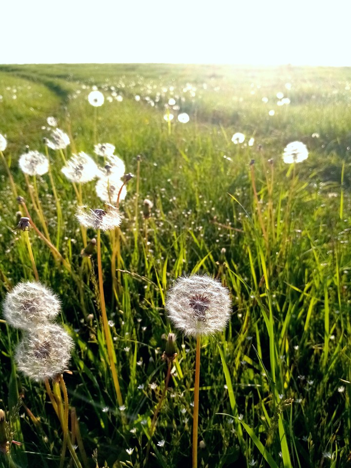 Dandelion