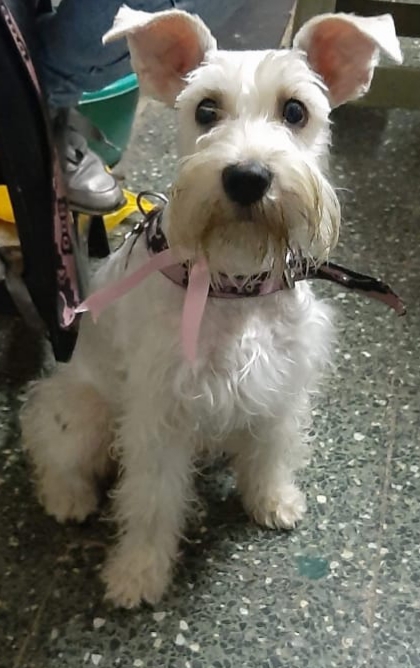 perrito