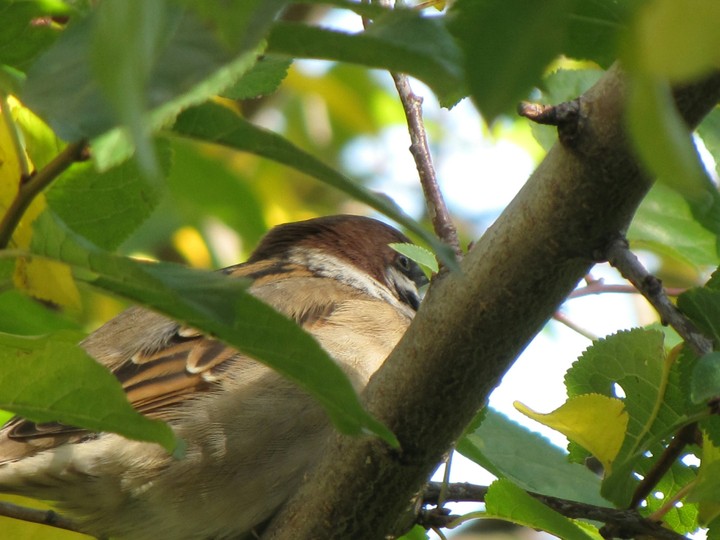 bird