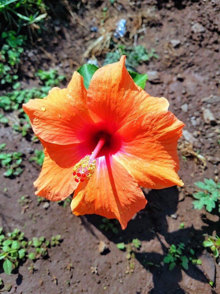 flower