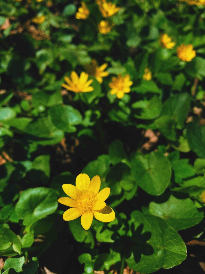 Yellow flower