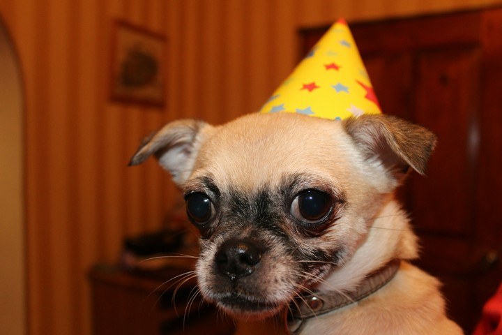 It is dog Tim
