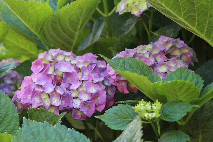Hortensia