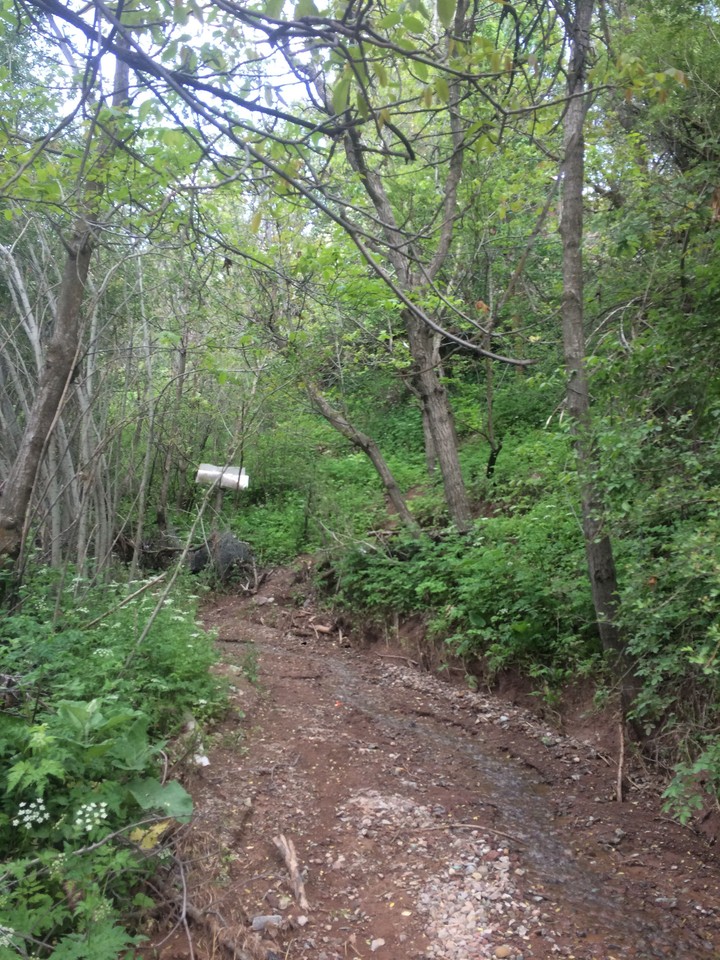 nature
