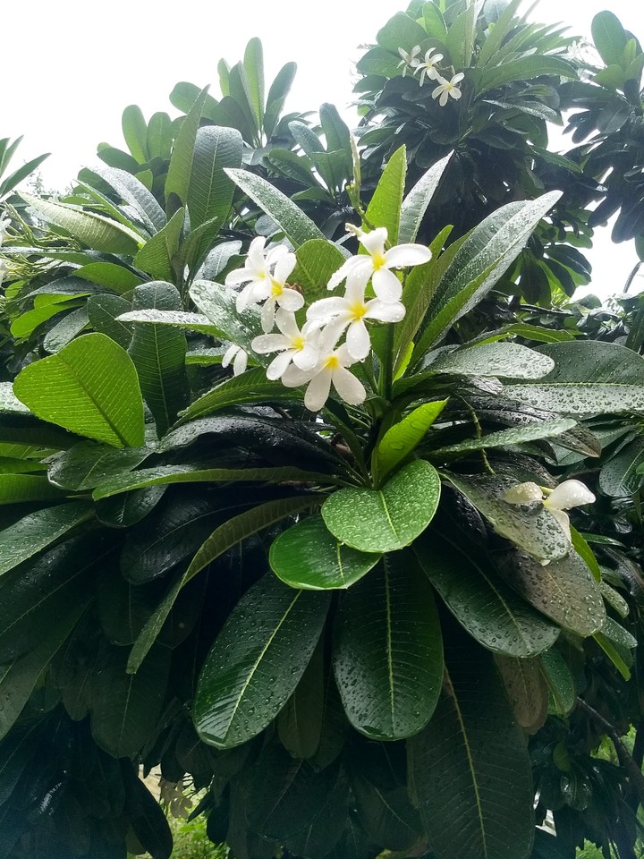 Monsoon Love