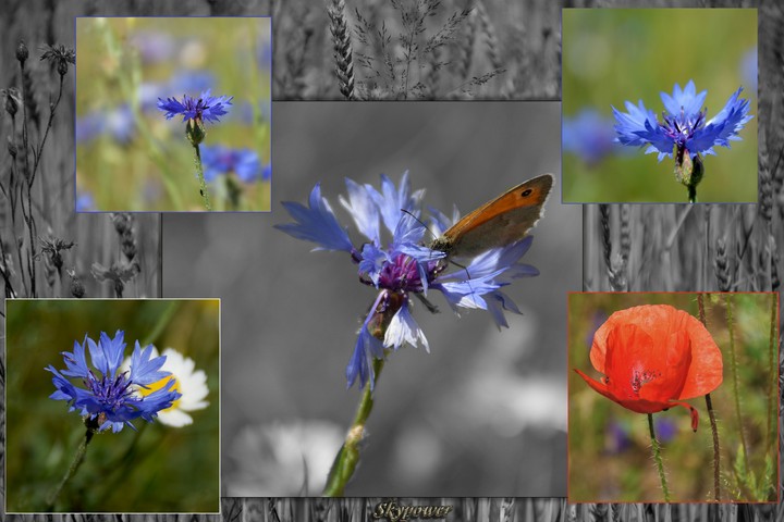 cornflower montage