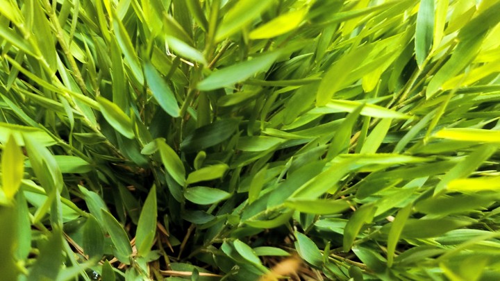 Bamboo Grass