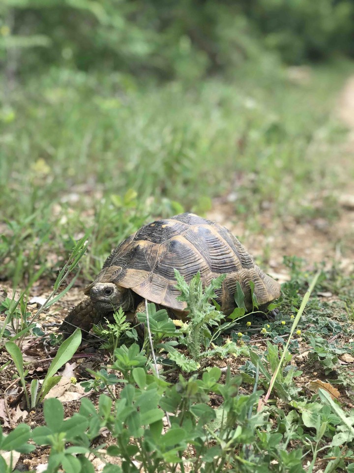 turtle/tortosie/tartaruga/tortue/tortuga