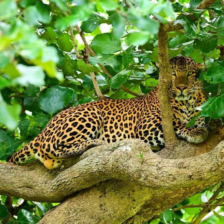 Jaguar