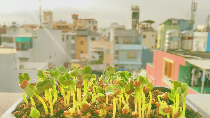 Greeny Rooftop