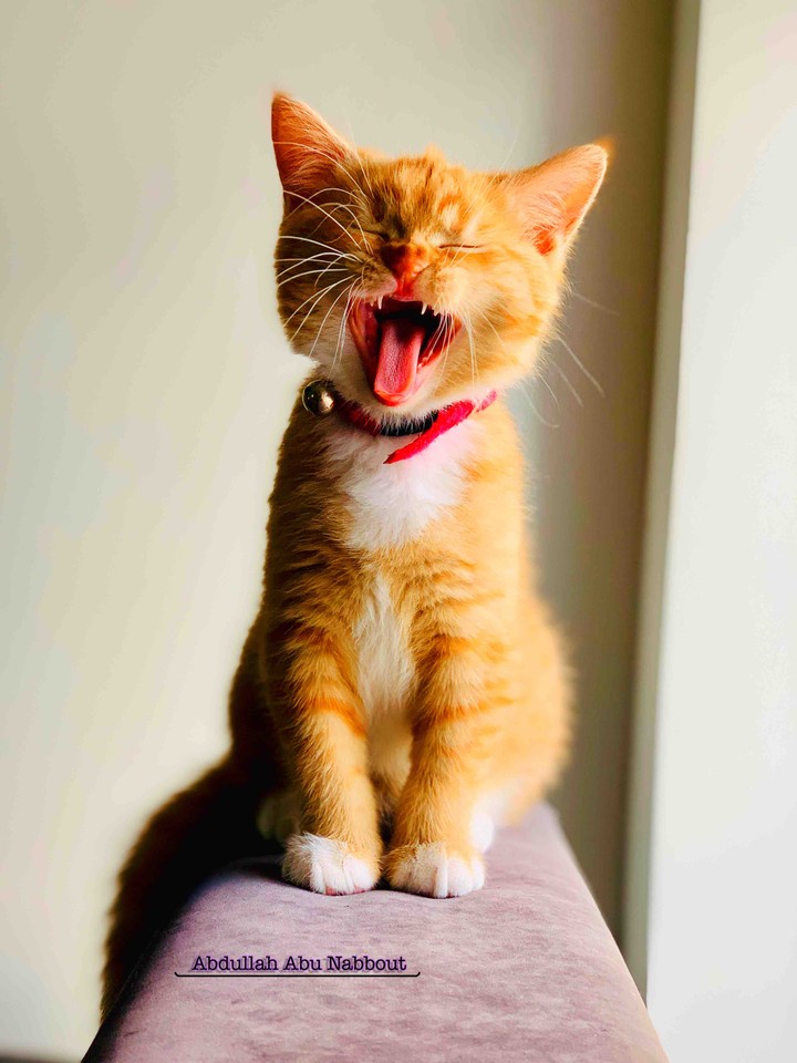 meine Katze
