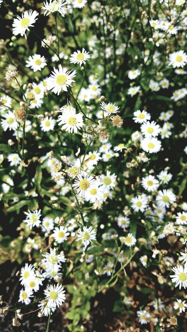White flowers