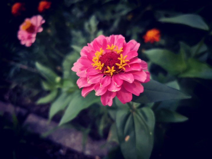 flower