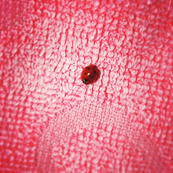 coccinella