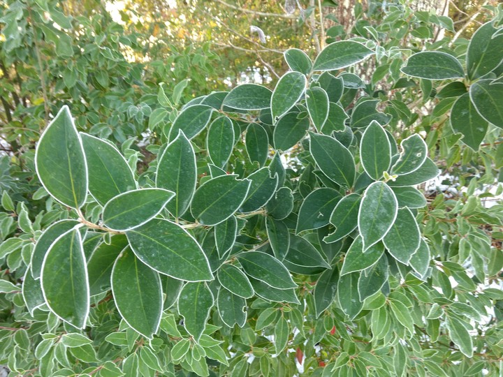Green Frost