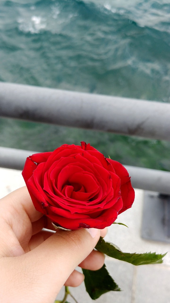 Love=Rose