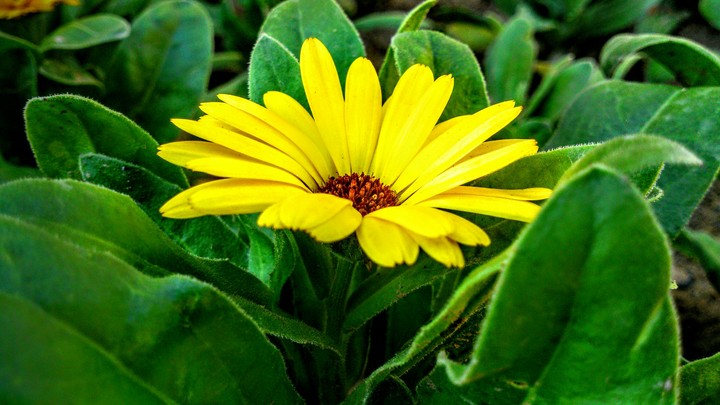 aa