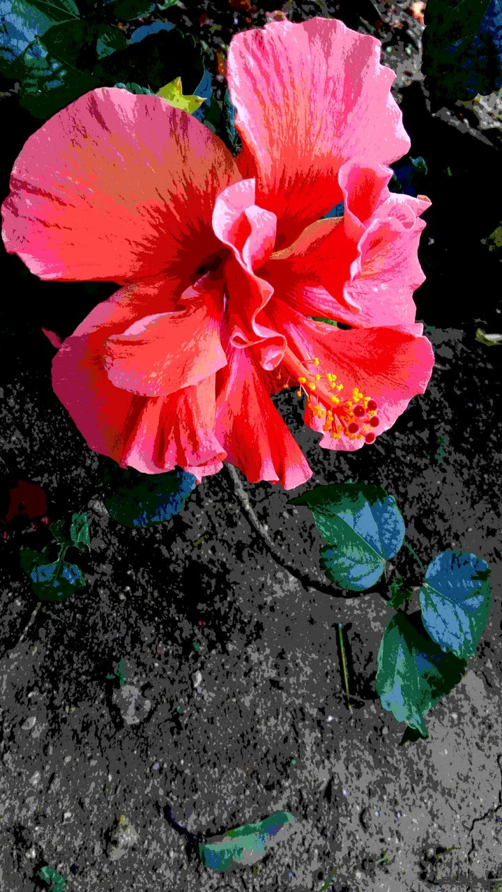 Lovely Flower.