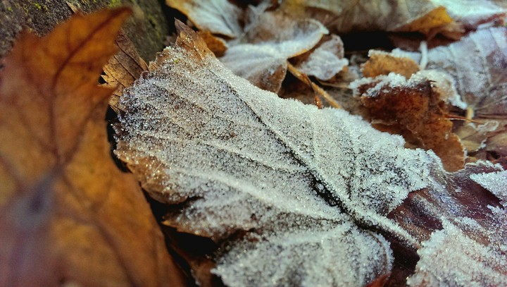 Frozen wilds