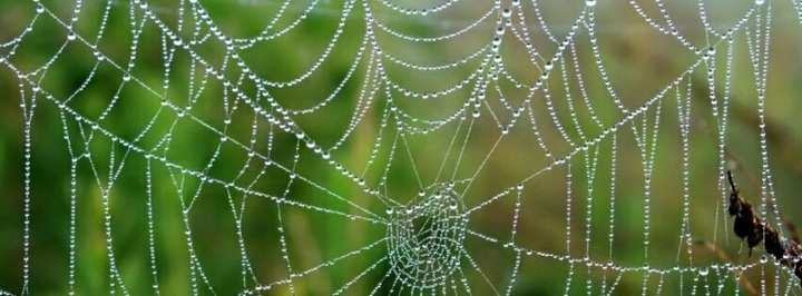 spider