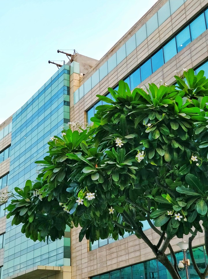 Tree and building